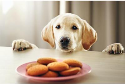 Help Your Pet Keep The Weight Off With Proper Nutrition