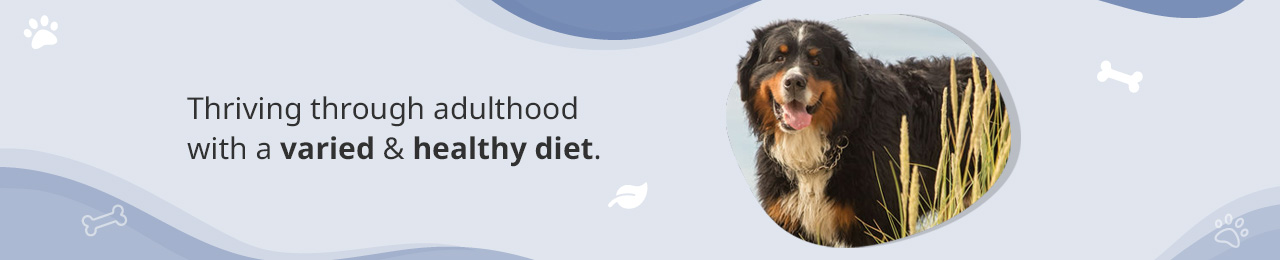 Dog Food for Adults